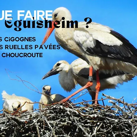 Les De Georgia Voegtlinshoffen