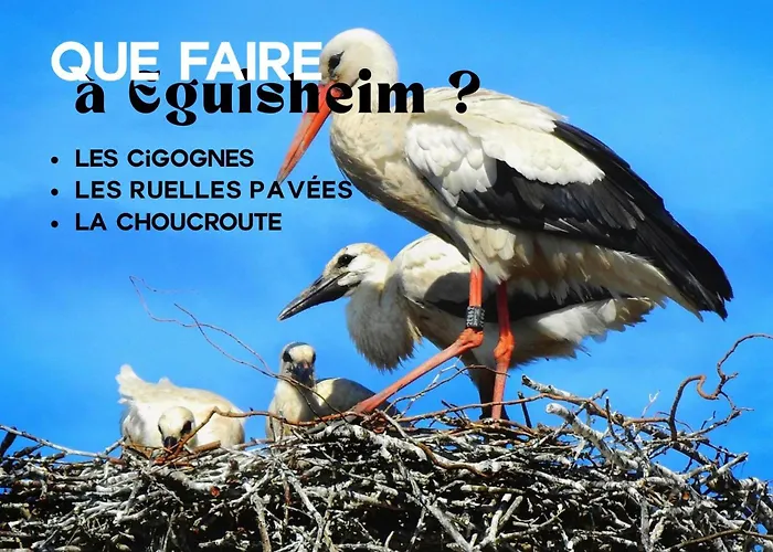 Les De Georgia Voegtlinshoffen